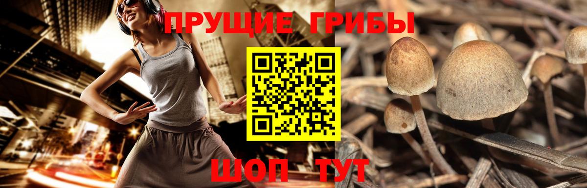 закладки  Псилоцибиновые грибы Psilocybine cubensis  Вход с VPN  Лесосибирск 